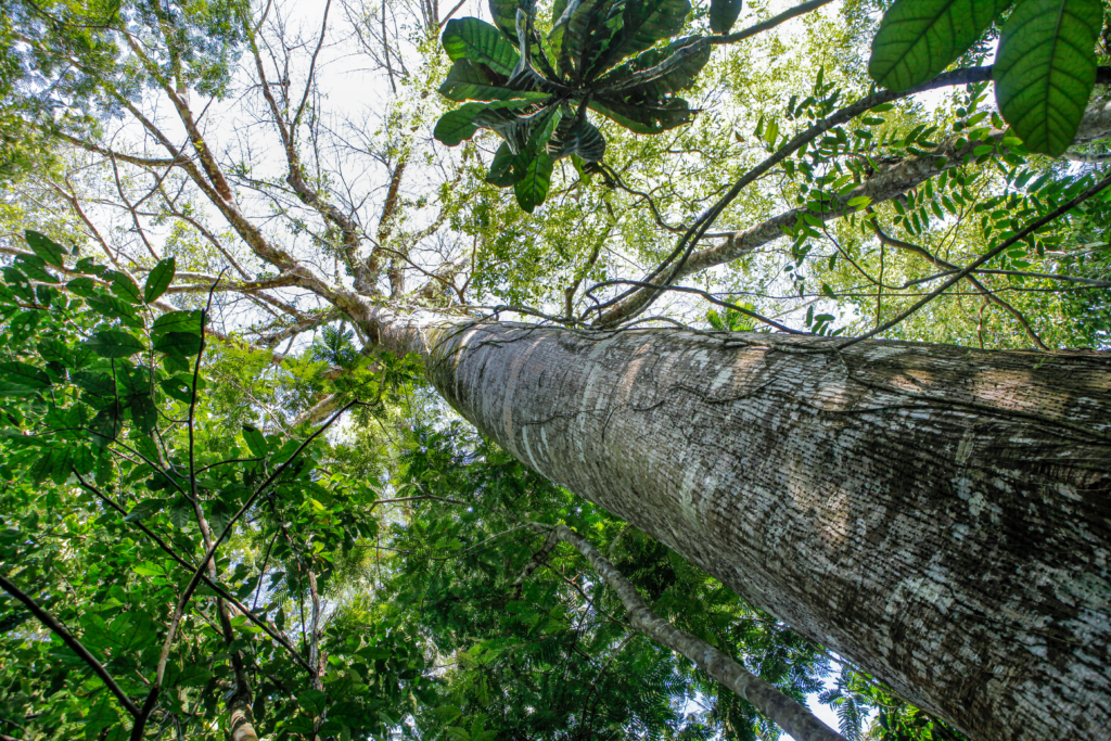Preservation-de-la-biodiversite-kavak-group